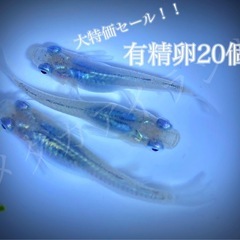 【直接取引】深海 卵 20＋α保証分 濃紺 ラメ 幹之系 メダカ...