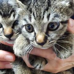 函館市、子猫　里親募集、生後２か月　3匹