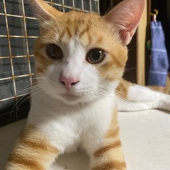 野良猫保護