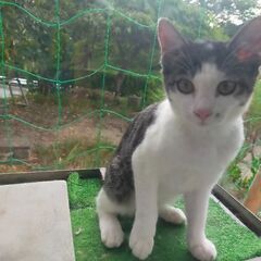 😺ハチワレさん♀