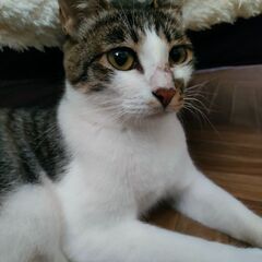 2～3歳のお母さん猫、里親さんを募集しています