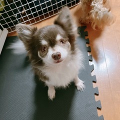 生まれつき全盲のチワワ - 犬