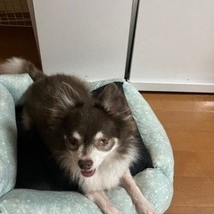 生まれつき全盲のチワワ − 長崎県