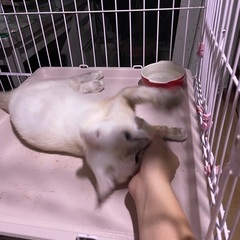 シャム系　子猫　