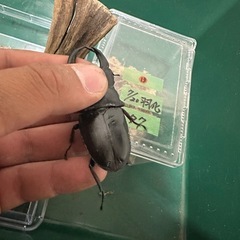全国発送可　国産オオクワガタ　能勢産　SR血統   ♂77mm(上羽傷あり) ♀53mmの画像