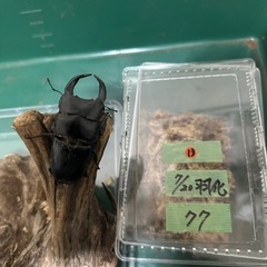 全国発送可　国産オオクワガタ　能勢産　SR血統   ♂77mm(上羽傷あり) ♀53mmの画像