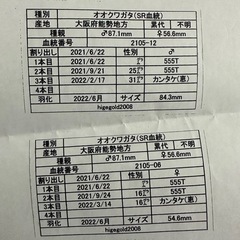 全国発送可　国産オオクワガタ　能勢産　SR血統   ♂77mm(上羽傷あり) ♀53mmの画像