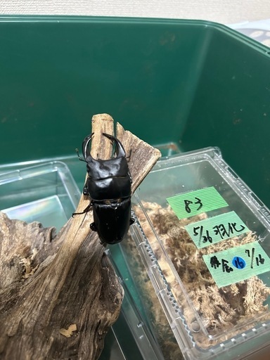 全国発送可　国産オオクワガタ　能勢産　SR血統   ♂83mm ♀53mm
