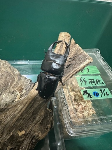 全国発送可　国産オオクワガタ　能勢産　SR血統   ♂83mm ♀53mm