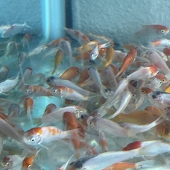 餌用　鯉稚魚、入荷