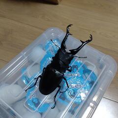 １１７mm　ギラファノコギリクワガタ　オス単品