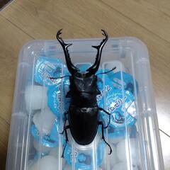 １１７mm　ギラファノコギリクワガタ　オス単品の画像