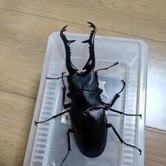 １１５mm　ギラファノコギリクワガタ　オス単品