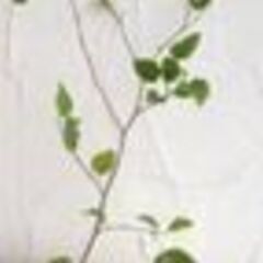 桑の木5月〜秋まで収穫できる　桑の木です　桑の木の画像