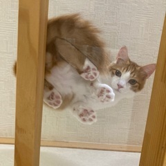 超ふわふわ！美形で甘えん坊な男の子（2800gワクチン検査済）