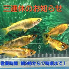 メダカイベント　