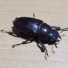 【幼虫】国産ノコギリクワガタ　湘南 平塚市産　WF1の画像