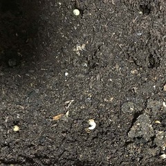 【幼虫】国産ノコギリクワガタ　湘南 平塚市産　WF1の画像