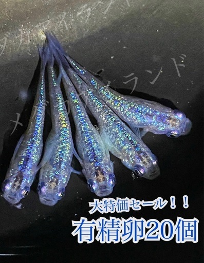 【直接取引】 サファイア 卵 20個＋α保証分 めだか メダカ 稚魚 針子 キラキラ 最高級 ラメ ヒレ長 光 極美 レア 希少 有精卵 体外光 針子