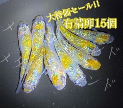 【配送】 ユリシス 卵 15個＋α保証分 めだか メダカ 稚魚 針子 キラキラ 最高級 ラメ ヒレ長 光 極美 レア 希少 有精卵 体外光 針子