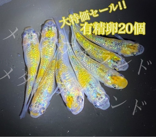 【配送】 ユリシス 卵 20個＋α保証分 めだか メダカ 稚魚 針子 キラキラ 最高級 ラメ ヒレ長 光 極美 レア 希少 有精卵 体外光 針子