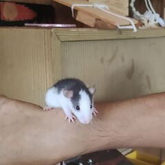 ファンシーラットの里親を募集します - 里親募集