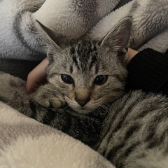 【急募】サバトラ1歳、オス