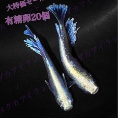 【直接取引】マリアージュ 卵 20個＋α保証分 めだか メダカ ...