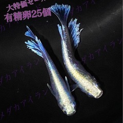 【直接取引】マリアージュ 卵 25個＋α保証分 めだか メダカ ...