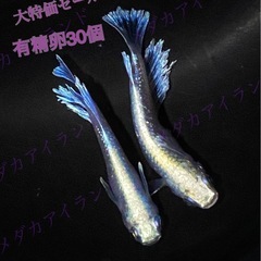 【直接取引】マリアージュ 卵 30個＋α保証分 めだか メダカ ...