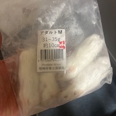 餌用冷凍マウスアダルトM