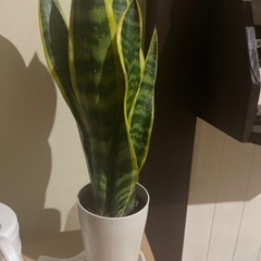 植物