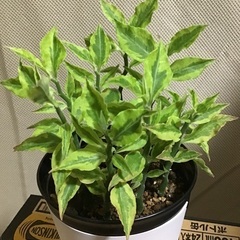 【仕立て直しのため、掲載停止します】大銀竜（ペディランサス）です。