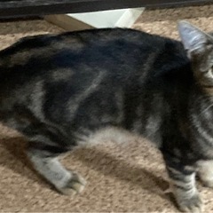 さくら耳メス猫　事情あり - 高崎市