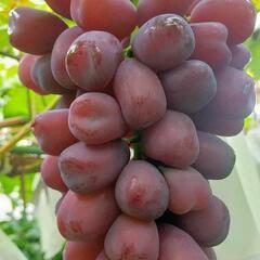 高級ぶどう🍇富士の輝予約販売