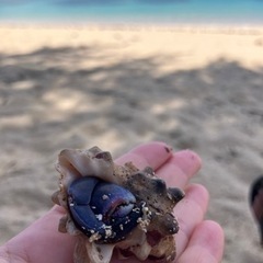 ９月２８日(土)浜比嘉島シュノーケル行きませんか？？
