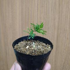 【灌木・塊根植物】実生　オペルクリカリアパキプス