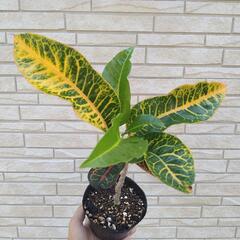 【レア品種】クロトン　大葉　波打の画像