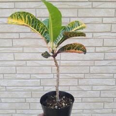 【レア品種】クロトン　大葉　波打の画像