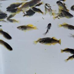 5式ヒレながメダカ。15匹くらい。の画像