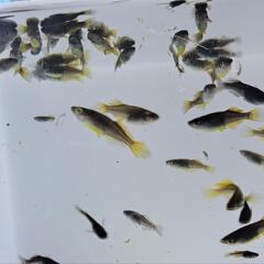 5式ヒレながメダカ。15匹くらい。の画像