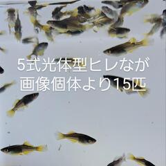 5式ヒレながメダカ。15匹くらい。