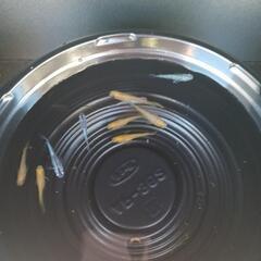 9/14めだか販売の画像