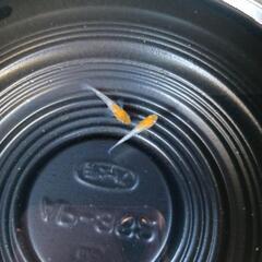 9/14めだか販売の画像