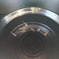 9/14めだか販売の画像