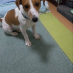 🔴急募🔴ジャックラッセルテリアの女の子 - 犬