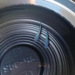 9/14めだか販売の画像