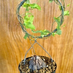 🉐ゴツゴツ塊根！冬型観葉植物！人気の観葉植物！亀甲竜の画像