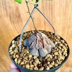 🉐ゴツゴツ塊根！冬型観葉植物！人気の観葉植物！亀甲竜の画像