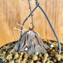 🉐ゴツゴツ塊根！冬型観葉植物！人気の観葉植物！亀甲竜の画像